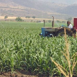 Avanza el reparto de subsidios de Procampo en el agro