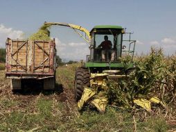 Las lluvias han beneficiado la actividad en el campo, sobre todo en la Zona Altos Norte, que padeció problemas de sequía. E. PACHECO.  /