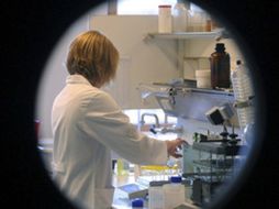 Los estudios recientes han descubierto algunas diferencias importantes entre las células iPS y las células madre de embrión humano. EFE  /