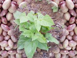 Por el momento sólo han realizado pruebas en invernadero. ID  /