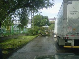 Un árbol se cayó por la lluvia en la zona cercana a Isla Raza. Imagen tomada de Twitter @lsvillalpando  /