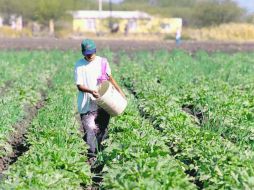 Cifras revelan un incremento en la producción de café, cereza, aguacate, naranja, plátano, entre otros. ARCHIVO  /