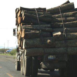 Denuncian contrabando ilegal de madera en Vietnam y Laos