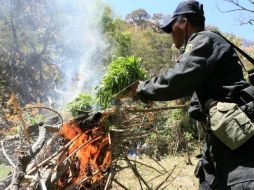Se destruyeron también 443 plantas de marihuana. ARCHIVO  /