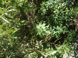 Ya son 90 hectáreas de mariguana localizadas en los últimos días en Durango. NTX  /