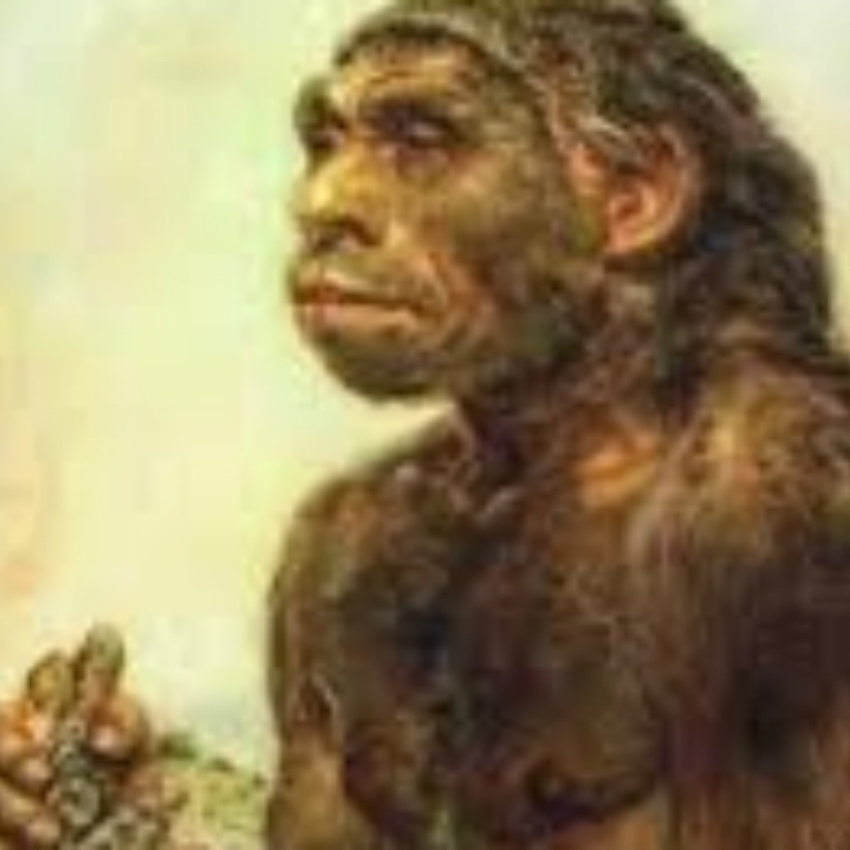 What Is A Homosapien Difference Between Homoerectus A vrogue.co