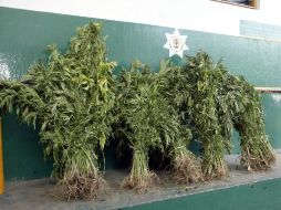 La captura de los vendedores de mariguana, se realizó después de denuncias anónimas. ARCHIVO.  /