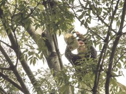 El muérdago no se atacó a tiempo y la ciudad tiene un problema fitosanitario. E. PACHECO.  /
