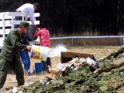 Las 370 hectáreas de mariguana incineradas equivalen a 185 millones de dosis. ARCHIVO.  /
