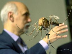 Un científico muestra la maqueta del mosquito responsable de la malaria. EFE  /