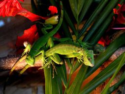La iguana verde fue introducida hace 20 años en Puerto Rico desde Centroamérica como mascota. EFE  /