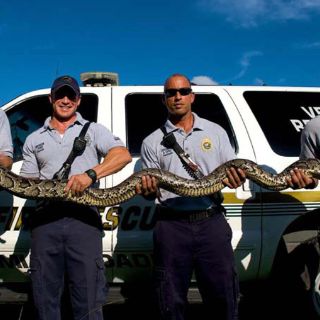 Capturan una pitón birmana de más de tres metros cerca de Miami