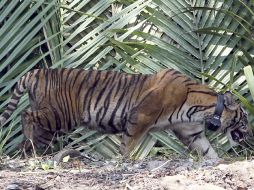 'Putri' sale de la jaula al ser puesta en libertad en el Parque Nacional de Sembilang en la Isla Betet en Indonesia. EFE  /