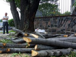 Los árboles fueron seccionados con ayuda de moto sierras para que finalmente Parques y Jardines dieran el proceso final. ARCHIVO  /
