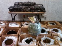 Ocultos en 15 macetones artesanales se encontraban 45 kilos de mariguana proveniente de Zapopan. M. PATIÑO  /