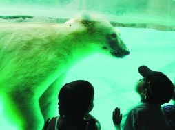 Rusia y Estados Unidos llevan años estudiando la imposición de cuotas a la caza de esa especie. ESPECIAL  /