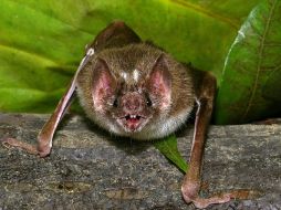 Para los murciélagos es muy fácil detectar rápidamente las venas del animal que morderán. AFP  /