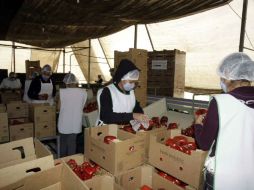Vista del agroparque de Etzatlán, donde la producción de pimientos morrones asciende a 17 kilogramos por metro cuadrado. ARCHIVO  /