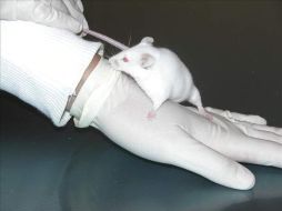 Los efectos serán observados en las sucesivas generaciones de ratones machos y hembras. EFE  /