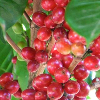 Desechos de café, importante oportunidad de negocio