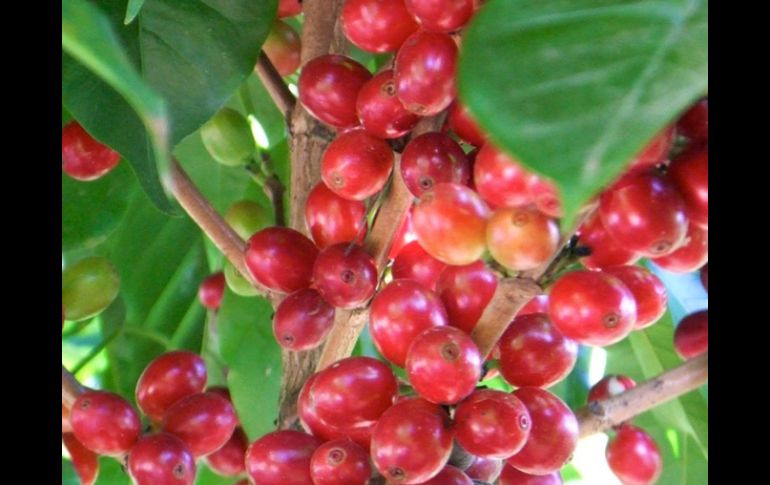 La empresa Metco se encarga del proyecto. AGENCIA ID  /