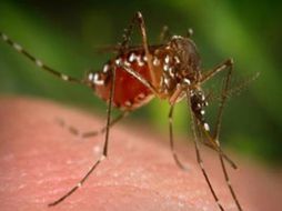 Los mosquitos detectan una corriente con pulsaciones de CO2 de la que deducen que detrás hay sangre fresca para chupar. ESPECIAL  /