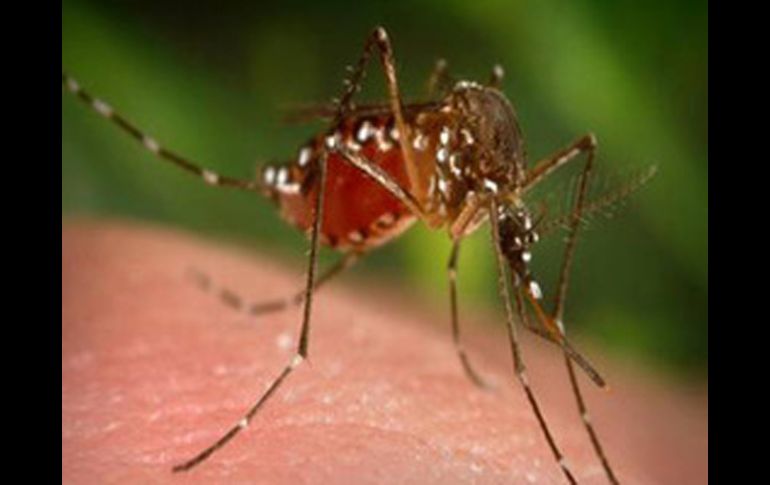 Los mosquitos detectan una corriente con pulsaciones de CO2 de la que deducen que detrás hay sangre fresca para chupar. ESPECIAL  /