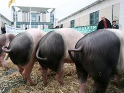 Se muestran varios cerdos comiendo paja delante de la Cancillería en Berlín. EFE  /