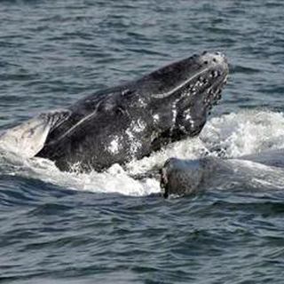 El mar de la Isla de la Plata se convertirá en un elixir para las ballenas jorobadas