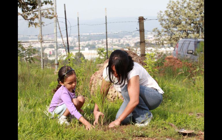 Adultos y niños participan en la plantación de pinos, guamúchiles, tepehuajes, entre otras especies en el bosque. E. PACHECO  /