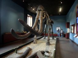La osamenta de mamut es de las piezas que más llama la atención de los niños. A. GARCÍA  /