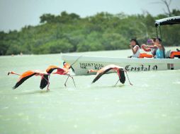 Los flamencos se alimentan de la artemia de la superficie. ARCHIVO  /