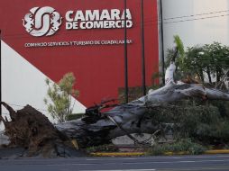 El follaje del árbol obstruía la circulación en la lateral de avenida Vallarta, además de haber levantado el concreto. S NÚÑEZ  /