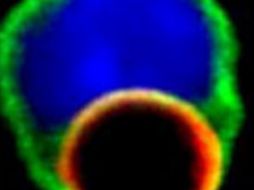 Los linfocitos T desencadenan la respuesta inmunitaria. ESPECIAL  /