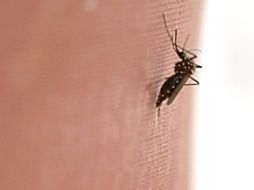 Experto asegura que los insectos detectan una corriente con pulsaciones de CO2. ARCHIVO  /