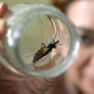 Descubren especie de chinche que se creía que estaba extinguida