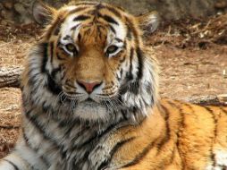 PETA sostiene que Ringling Brothers rutinariamente golpea a sus animales. ESPECIAL  /