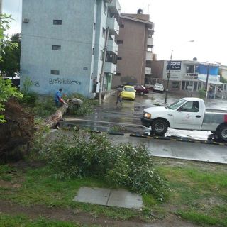 Cae árbol y bloquea la Calzada