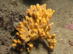 Las esponjas capturan silicio del agua mediante un sistema que no parece haber evolucionado en los últimos 100 millones de años. EFE  /