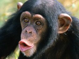 Estudios anteriores habían sugerido que los chimpancés tienden a actuar de  forma egoísta. ESPECIAL  /
