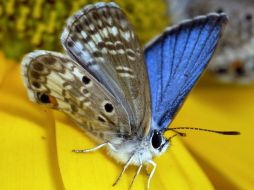La mariposa azul se encuentra en peligro de extinción debido a la destrucción de su hábitat. EFE  /