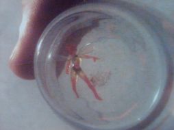 Con figura femenina y vestimentas color verde con alas, la supuesta hada mediría alrededor de 1.5 centímetros. M. PATIÑO  /