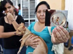 La supuesta hada fue colocada en un vaso para que los curiosos pudieran observarla. E. PACHECO  /