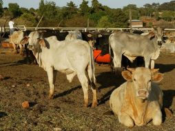 La Sagarpa confirmó que animales al cuidado del inculpado estaban alimentados con una sustancia prohibida. ARCHIVO  /