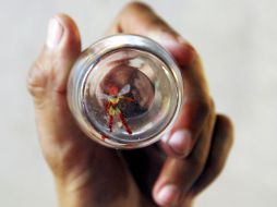 La supuesta hada se exhibió en el fondo de un vaso con agua. VTX  /