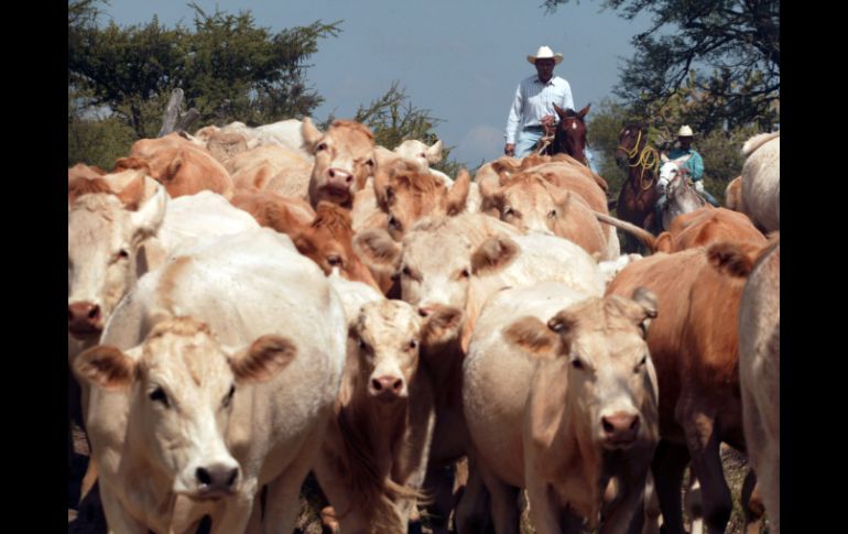 La Sagarpa confirmó que animales al cuidado del inculpado estaban alimentados con una sustancia prohibida. ARCHIVO  /