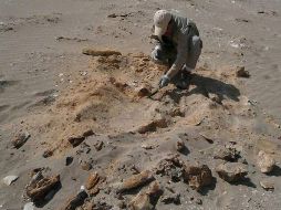 El paleontólogo comentó que se espera que sea un antecesor del águila audaz moderna. EFE  /