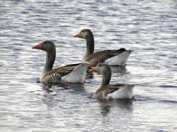 Un grupo de ánsar común en la laguna grande de Villafranca de los Caballeros. EFE  /