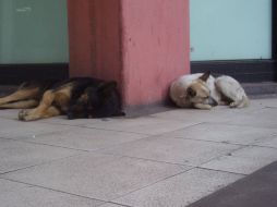 Los ciudadanos proponen que los sacrificios a los animales sean menos crueles. ARCHIVO  /