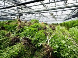 La mariguana fue encontrada en la frontera que une a Colombia con Venezuela. EFE  /